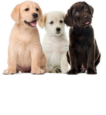 Immagine per la categoria PUPPY / CUCCIOLI