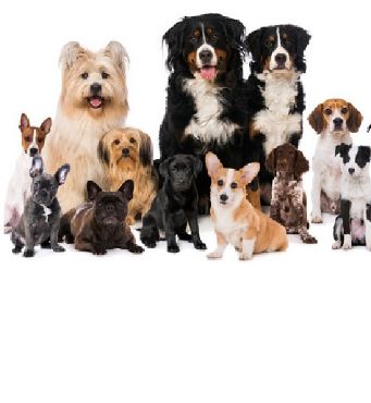 Immagine per la categoria ADULTS / ADULTI